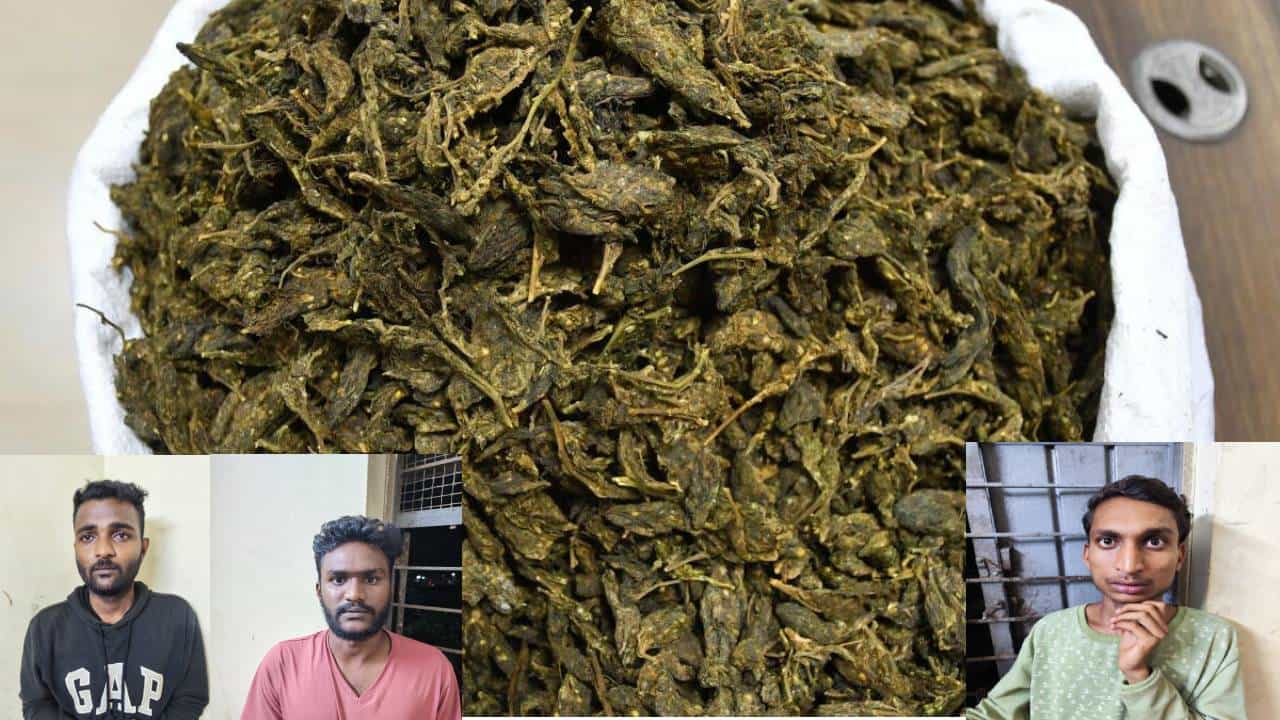 ಧಾರವಾಡದಲ್ಲಿ ಗಾಂಜಾ ಮಾರಾಟಕ್ಕೆ ಯತ್ನಿಸುತ್ತಿದ್ದ ಮೂವರ ಬಂಧನ; 510 ಗ್ರಾಂ ಗಾಂಜಾ ಜಪ್ತಿ ಧಾರವಾಡದಲ್ಲಿ ಗಾಂಜಾ ಮಾರಾಟಕ್ಕೆ ಯತ್ನಿಸುತ್ತಿದ್ದ ಮೂವರ ಬಂಧನ; 510 ಗ್ರಾಂ ಗಾಂಜಾ ಜಪ್ತಿ