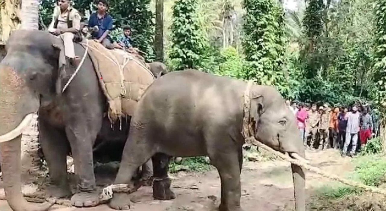 ಕೊಡಗು; ಅರೆಕಾಡು ಗ್ರಾಮದಲ್ಲಿ ಟ್ರ್ಯಾಕ್ಟರ್ ಚಾಲಕನ ಕೊಂದ ಆನೆ ಕೊನೆಗೂ ಸೆರೆ, ದುಬಾರೆ ಶಿಬಿರಕ್ಕೆ ಸ್ಥಳಾಂತರ