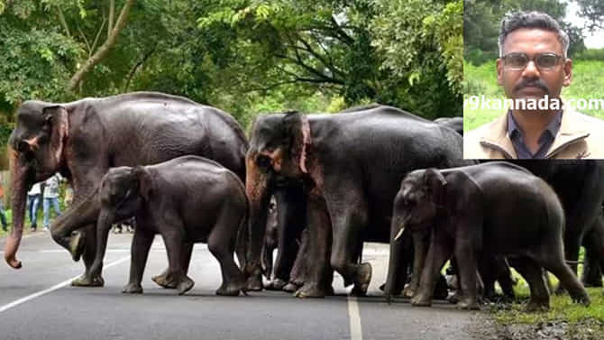 ಆನೆ-ಮಾನವ ಸಂಘರ್ಷ ತಡೆಗಟ್ಟುವುದಕ್ಕೆ ಮಾಸ್ಟರ್ ಪ್ಲಾನ್ ರೂಪಿಸಿದ ಅರಣ್ಯಾಧಿಕಾರಿಗಳು, ಏನದು?