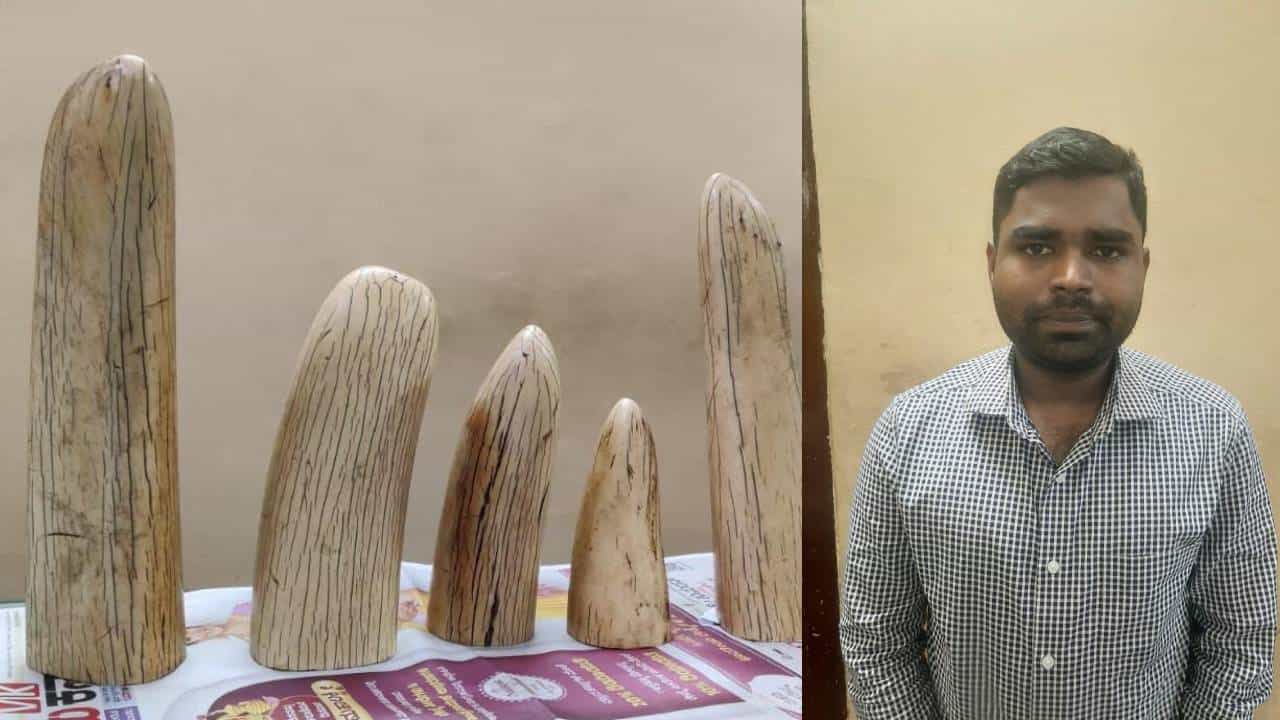 ಬೆಂಗಳೂರು: ಆನೆದಂತ ಮಾರಾಟ ಮಾಡಲು ಯತ್ನಿಸುತ್ತಿದ್ದ ಆರೋಪಿಯ ಬಂಧನ ಬೆಂಗಳೂರು: ಆನೆದಂತ ಮಾರಾಟ ಮಾಡಲು ಯತ್ನಿಸುತ್ತಿದ್ದ ಆರೋಪಿಯ ಬಂಧನ