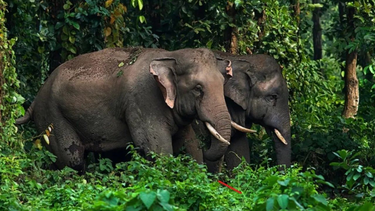 ಕೊಡಗು; ಸಿದ್ದಾಪುರ ಸಮೀಪ ಕಾಡಾನೆ ದಾಳಿಗೆ ಮಹಿಳೆ ಸಾವು, ವಾರದ ಅವಧಿಯಲ್ಲಿ ಎರಡನೇ ಘಟನೆ