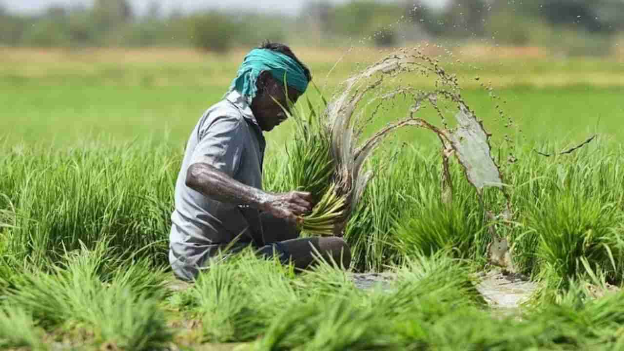 ಫಸಲ್ ಬಿಮಾ ಯೋಜನೆಯಲ್ಲಿ ರಾಜ್ಯಕ್ಕೆ ಬೀದರ್ ನಂಬರ್ ಒನ್​: ರೈತರ ಆಸಕ್ತಿಗೆ ಪ್ರಧಾನಿ ಮೋದಿ ಶ್ಲಾಘನೆ