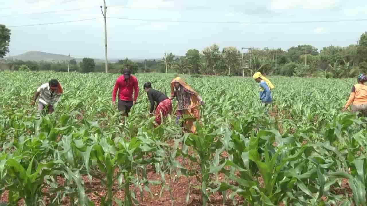 Gadag News: ವಿಂಡ್​ ಫ್ಯಾನ್​ನಿಂದ ಬೆಳೆ ನಾಶ: ರೈತ ಮಹಿಳೆ ಕಂಗಾಲು, ಸಹಾಯಕ್ಕೆ ಬರುವಂತೆ ಜಿಲ್ಲಾಡಳಿತಕ್ಕೆ‌ ಮನವಿ