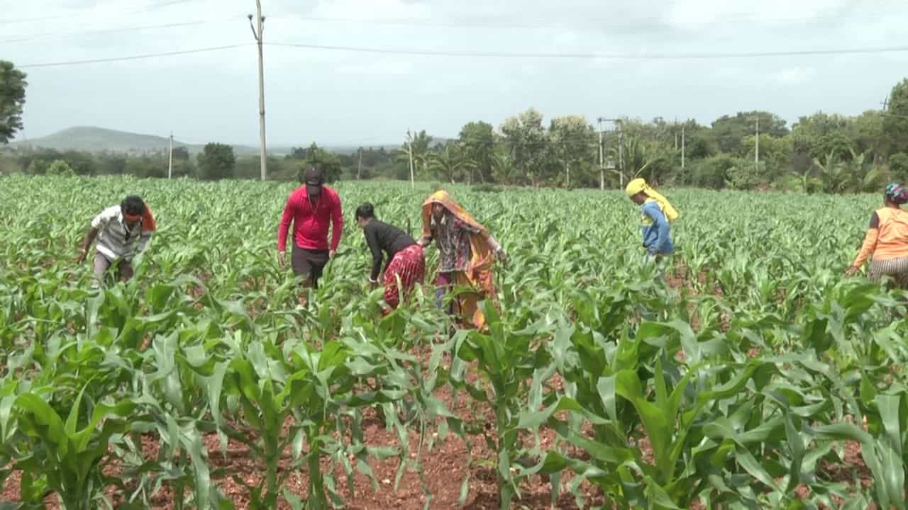 Gadag News: ವಿಂಡ್ ಫ್ಯಾನ್ನಿಂದ ಬೆಳೆ ನಾಶ: ರೈತ ಮಹಿಳೆ ಕಂಗಾಲು, ಸಹಾಯಕ್ಕೆ ಬರುವಂತೆ ಜಿಲ್ಲಾಡಳಿತಕ್ಕೆ ಮನವಿ Gadag News: ವಿಂಡ್ ಫ್ಯಾನ್ನಿಂದ ಬೆಳೆ ನಾಶ: ರೈತ ಮಹಿಳೆ ಕಂಗಾಲು, ಸಹಾಯಕ್ಕೆ ಬರುವಂತೆ ಜಿಲ್ಲಾಡಳಿತಕ್ಕೆ ಮನವಿ
