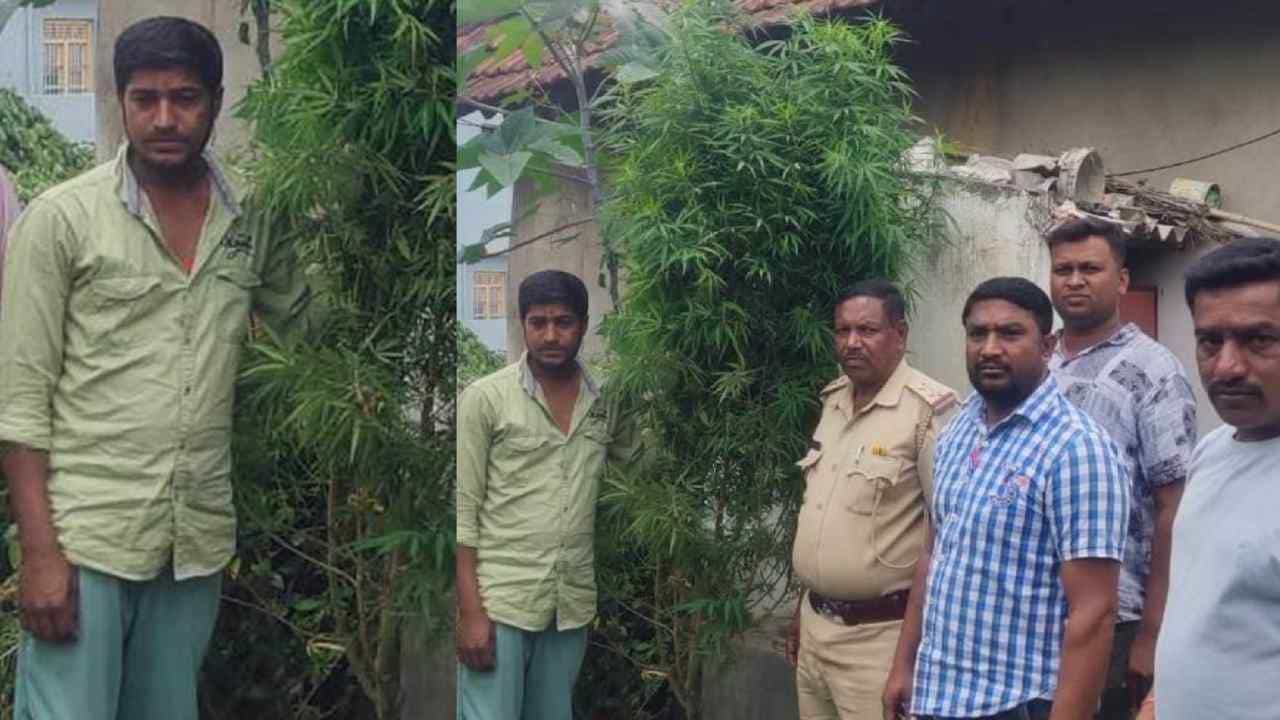 ಮೈಸೂರು: ಹೂವಿನ ಗಿಡಗಳ ಜೊತೆ ಗಾಂಜಾ ಗಿಡ ಬೆಳೆದ ಆರೋಪಿ ಅರೆಸ್ಟ್ ಮೈಸೂರು: ಹೂವಿನ ಗಿಡಗಳ ಜೊತೆ ಗಾಂಜಾ ಗಿಡ ಬೆಳೆದ ಆರೋಪಿ ಅರೆಸ್ಟ್