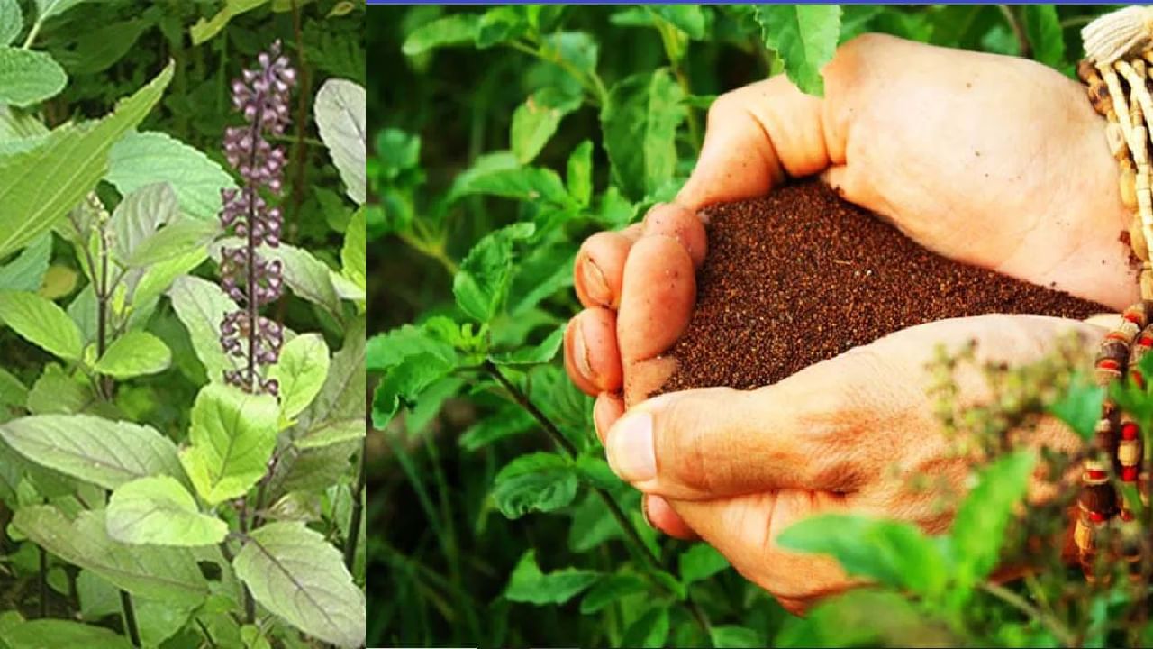 Tulasi Seeds: ತುಳಸಿ ಎಲೆಯಷ್ಟೇ ಅಲ್ಲ, ಬೀಜಗಳು ಆರೋಗ್ಯಕ್ಕೆ ಒಳ್ಳೆಯದು: ಮಲಬದ್ಧತೆ ನಿವಾರಣೆಗಾಗಿ ತುಳಸಿ ಬೀಜ ಹೀಗೆ ಬಳಸಿ