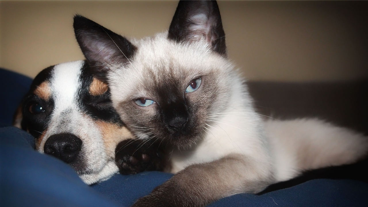 International Cat Day: ನಾಯಿಗಳೊಂದಿಗೆ ಹೊಂದಿಕೊಳ್ಳುವ ಅತ್ಯಂತ ಸ್ನೇಹಪರ ಬೆಕ್ಕು ತಳಿಗಳ ಕುರಿತು ಮಾಹಿತಿ ಇಲ್ಲಿದೆ International Cat Day: ನಾಯಿಗಳೊಂದಿಗೆ ಹೊಂದಿಕೊಳ್ಳುವ ಅತ್ಯಂತ ಸ್ನೇಹಪರ ಬೆಕ್ಕು ತಳಿಗಳ ಕುರಿತು ಮಾಹಿತಿ ಇಲ್ಲಿದೆ