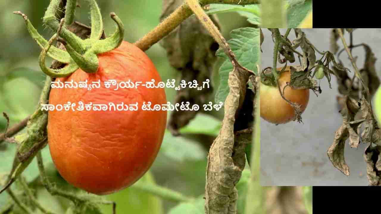 Tomato crop: ಅಯ್ಯೋ! ಇವರೆಂಥಾ ಜನ? ಹೊಟ್ಟೆಯುರಿಗೆ ಸಮೃದ್ಧವಾಗಿ ಬೆಳೆದಿದ್ದ ಟೊಮೇಟೊ ಗಿಡಗಳಿಗೆ ಆ್ಯಸಿಡ್  ಸುರಿದು ಬೆಳೆ ನಾಶ ಮಾಡಿದ್ದಾರೆ!