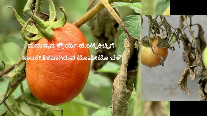 Tomato crop: ಅಯ್ಯೋ! ಇವರೆಂಥಾ ಜನ? ಹೊಟ್ಟೆಯುರಿಗೆ ಸಮೃದ್ಧವಾಗಿ ಬೆಳೆದಿದ್ದ ಟೊಮೇಟೊ ಗಿಡಗಳಿಗೆ ಆ್ಯಸಿಡ್ ಸುರಿದು ಬೆಳೆ ನಾಶ ಮಾಡಿದ್ದಾರೆ! Tomato crop: ಅಯ್ಯೋ! ಇವರೆಂಥಾ ಜನ? ಹೊಟ್ಟೆಯುರಿಗೆ ಸಮೃದ್ಧವಾಗಿ ಬೆಳೆದಿದ್ದ ಟೊಮೇಟೊ ಗಿಡಗಳಿಗೆ ಆ್ಯಸಿಡ್ ಸುರಿದು ಬೆಳೆ ನಾಶ ಮಾಡಿದ್ದಾರೆ!
