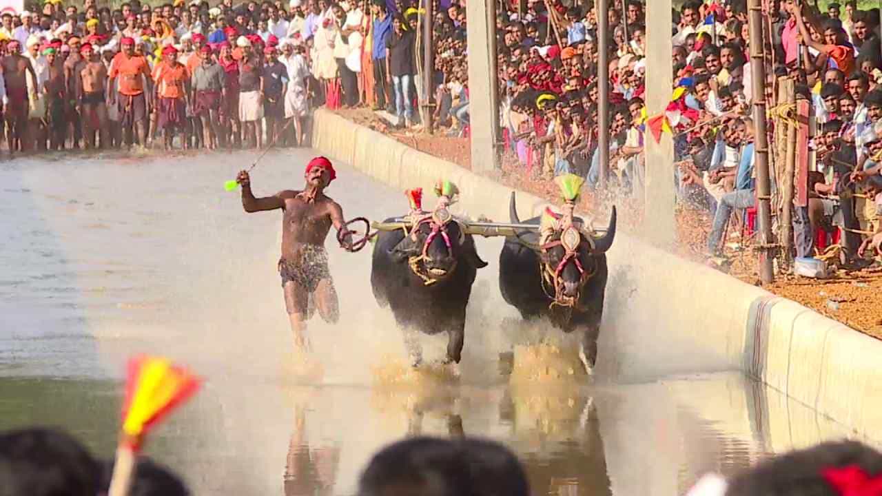 ಅಲೆ ಬುಡಿಯೆರ್.. ಬೆಂಗಳೂರಿನಲ್ಲಿ ಕೋಣಗಳ ಗತ್ತಿನ ಓಟದ ಕಂಬಳ ಕ್ರೀಡೆ ಆಯೋಜನೆಗೆ ಪ್ಲಾನ್ ಅಲೆ ಬುಡಿಯೆರ್.. ಬೆಂಗಳೂರಿನಲ್ಲಿ ಕೋಣಗಳ ಗತ್ತಿನ ಓಟದ ಕಂಬಳ ಕ್ರೀಡೆ ಆಯೋಜನೆಗೆ ಪ್ಲಾನ್