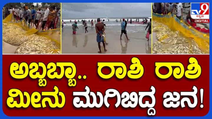 ಉಡುಪಿ: ಕೋಡಿ ಬೇಂಗ್ರೆಯಲ್ಲಿ ಬಲಗೆ ಬಿದ್ದ ರಾಶಿರಾಶಿ ಮೀನುಗಳು, ದಡದಲ್ಲಿದ್ದ ಮೀನುಗಳು ಸ್ಥಳೀಯರ ಪಾಲು ಉಡುಪಿ: ಕೋಡಿ ಬೇಂಗ್ರೆಯಲ್ಲಿ ಬಲಗೆ ಬಿದ್ದ ರಾಶಿರಾಶಿ ಮೀನುಗಳು, ದಡದಲ್ಲಿದ್ದ ಮೀನುಗಳು ಸ್ಥಳೀಯರ ಪಾಲು