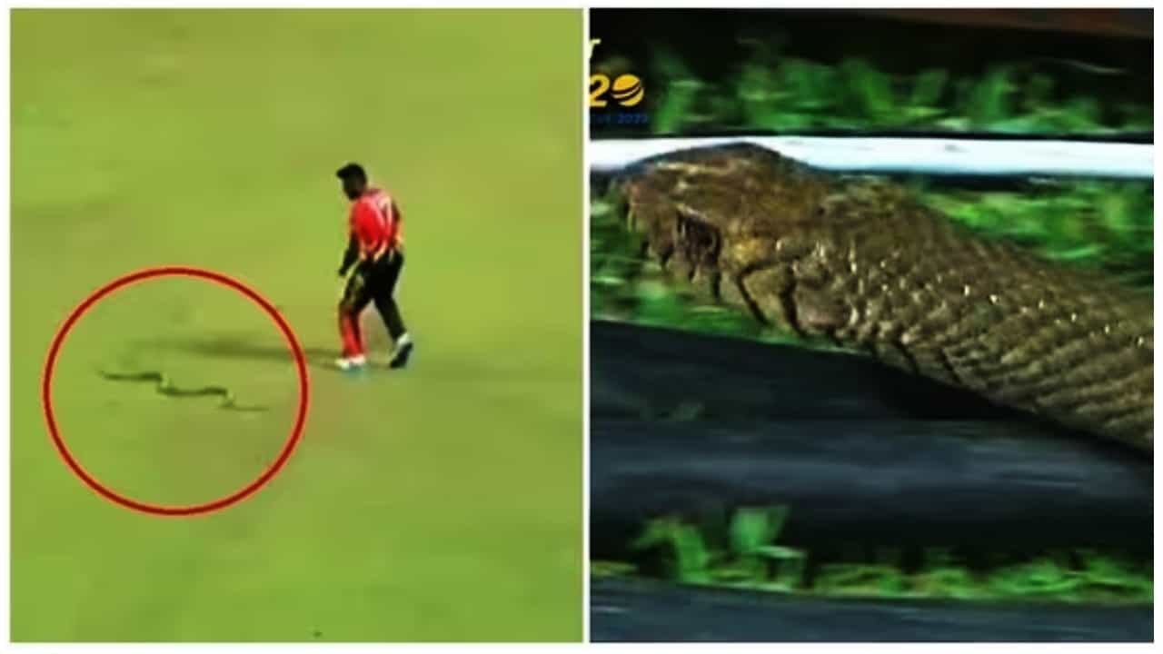VIDEO: ಮೈದಾನದಲ್ಲಿ ಕಾಣಿಸಿಕೊಂಡ ಹಾವು: ಕೂದಲೆಳೆ ಅಂತರದಲ್ಲಿ ಪಾರಾದ ಲಂಕಾ ಆಟಗಾರ