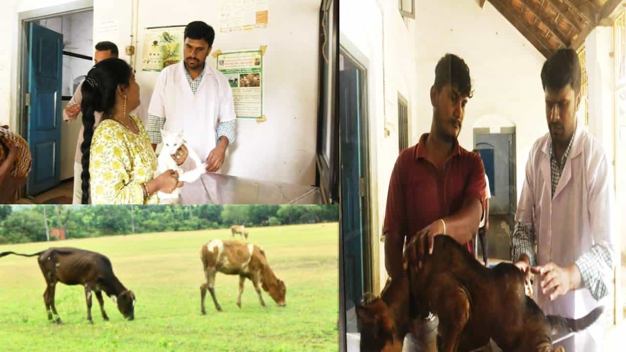 ಉತ್ತರ ಕನ್ನಡ: ಪಶು ವೈದ್ಯರ ಕೊರತೆ; ಸೂಕ್ತ ಚಿಕಿತ್ಸೆಯಿಲ್ಲದೆ ಸಾವನ್ನಪ್ಪುತ್ತಿರುವ ಜಾನುವಾರುಗಳು ಉತ್ತರ ಕನ್ನಡ: ಪಶು ವೈದ್ಯರ ಕೊರತೆ; ಸೂಕ್ತ ಚಿಕಿತ್ಸೆಯಿಲ್ಲದೆ ಸಾವನ್ನಪ್ಪುತ್ತಿರುವ ಜಾನುವಾರುಗಳು