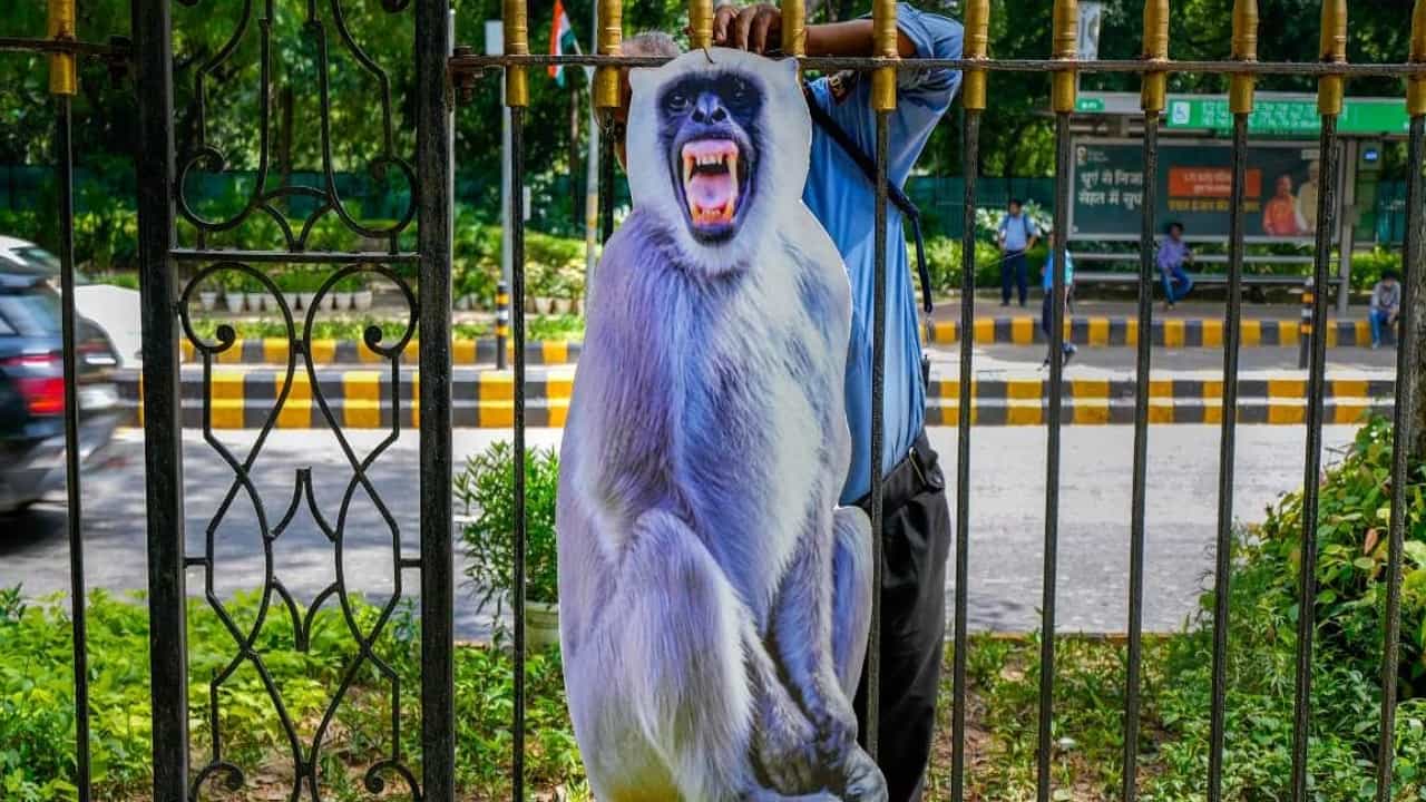 ಜಿ20 ಶೃಂಗಸಭೆ: ಮಂಗನ ಕಾಟ ತಪ್ಪಿಸಲು ಬೃಹತ್ ಗಾತ್ರದ ಲಂಗೂರ್ ಕಟೌಟ್ ಸ್ಥಾಪಿಸಿದ ದೆಹಲಿ ಮುನ್ಸಿಪಲ್ ಕೌನ್ಸಿಲ್ ಜಿ20 ಶೃಂಗಸಭೆ: ಮಂಗನ ಕಾಟ ತಪ್ಪಿಸಲು ಬೃಹತ್ ಗಾತ್ರದ ಲಂಗೂರ್ ಕಟೌಟ್ ಸ್ಥಾಪಿಸಿದ ದೆಹಲಿ ಮುನ್ಸಿಪಲ್ ಕೌನ್ಸಿಲ್