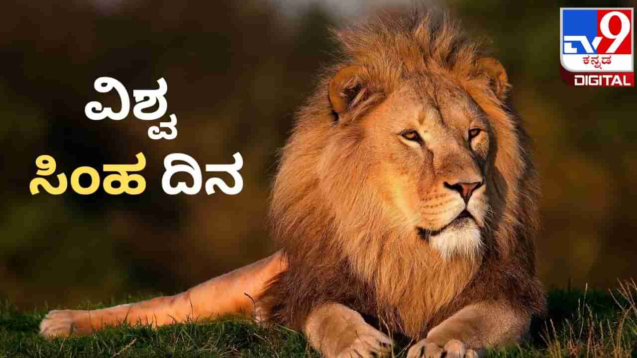 International Lion Day 2023: ವಿಶ್ವ ಸಿಂಹ ದಿನದ ಇತಿಹಾಸ ಏನು? ಕಾಡಿನ ರಾಜನ ಸಂತತಿ ಅಳಿವಿನಂಚಿನಲ್ಲಿ