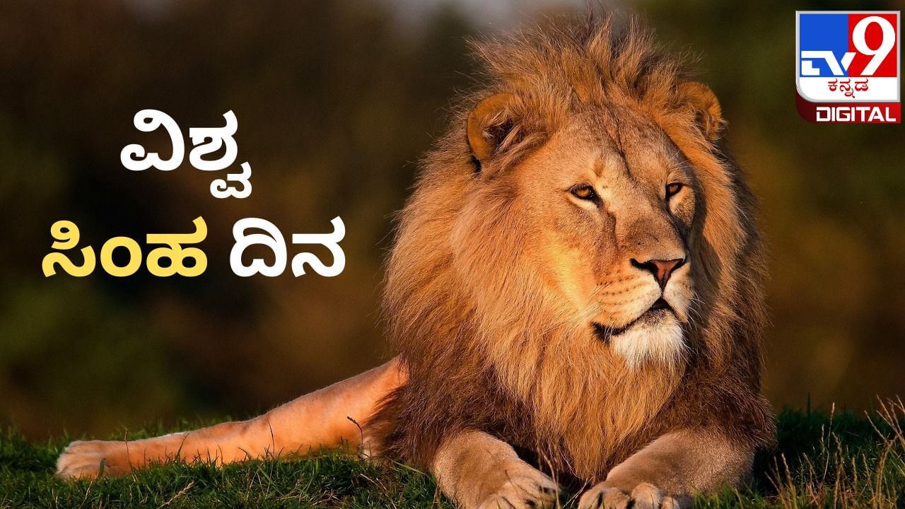 International Lion Day 2023: ವಿಶ್ವ ಸಿಂಹ ದಿನದ ಇತಿಹಾಸ ಏನು? ಕಾಡಿನ ರಾಜನ ಸಂತತಿ ಅಳಿವಿನಂಚಿನಲ್ಲಿ International Lion Day 2023: ವಿಶ್ವ ಸಿಂಹ ದಿನದ ಇತಿಹಾಸ ಏನು? ಕಾಡಿನ ರಾಜನ ಸಂತತಿ ಅಳಿವಿನಂಚಿನಲ್ಲಿ