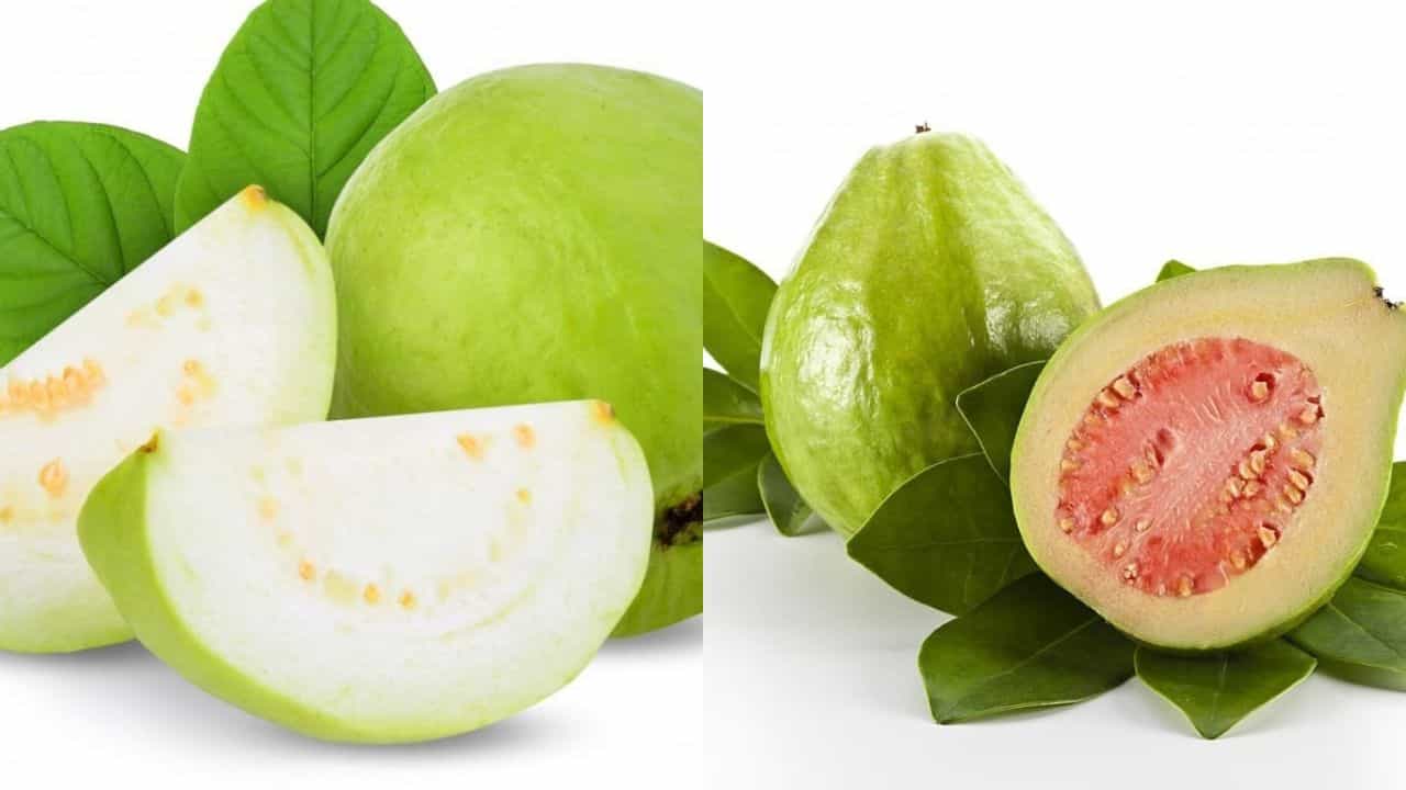 ಡೆಂಗ್ಯೂ ಜ್ವರ ಶಮನಕ್ಕೆ ಯಾವ ಬಣ್ಣದ ಪೇರಳೆ ಹಣ್ಣು ಉತ್ತಮ? ಇಲ್ಲಿದೆ ಮಾಹಿತಿ ಡೆಂಗ್ಯೂ ಜ್ವರ ಶಮನಕ್ಕೆ ಯಾವ ಬಣ್ಣದ ಪೇರಳೆ ಹಣ್ಣು ಉತ್ತಮ? ಇಲ್ಲಿದೆ ಮಾಹಿತಿ