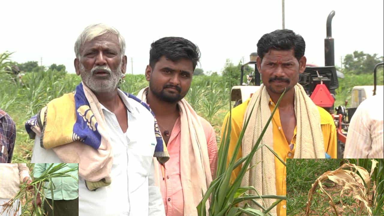 ದಾವಣಗೆರೆ: ಕೈ ಕೊಟ್ಟ ಮಳೆ! ಬಿಸಿಲಿನ ಬೇಗೆಗೆ ಒಣಗಿದ 12 ಸಾವಿರ ಎಕರೆ ಮೆಕ್ಕಜೋಳ ಬೆಳೆ