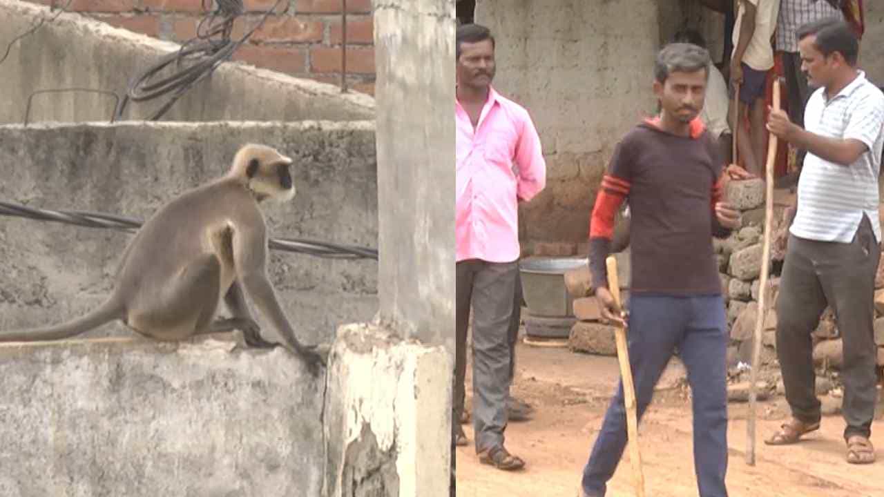 ಬೀದರ್: ಘೋಡವಾಡಿಯಲ್ಲಿ ದಾಳಿ ಮಾಡುತ್ತಿರುವ ಮಂಗಗಳು, ಕೋಲು ಹಿಡಿದು ಓಡಾಡುತ್ತಿರುವ ಜನರು ಬೀದರ್: ಘೋಡವಾಡಿಯಲ್ಲಿ ದಾಳಿ ಮಾಡುತ್ತಿರುವ ಮಂಗಗಳು, ಕೋಲು ಹಿಡಿದು ಓಡಾಡುತ್ತಿರುವ ಜನರು