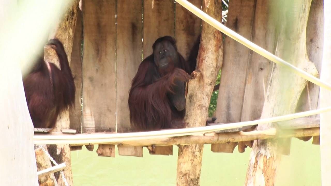 Mysuru Chamarajendra zoo new home for Orangutan animal