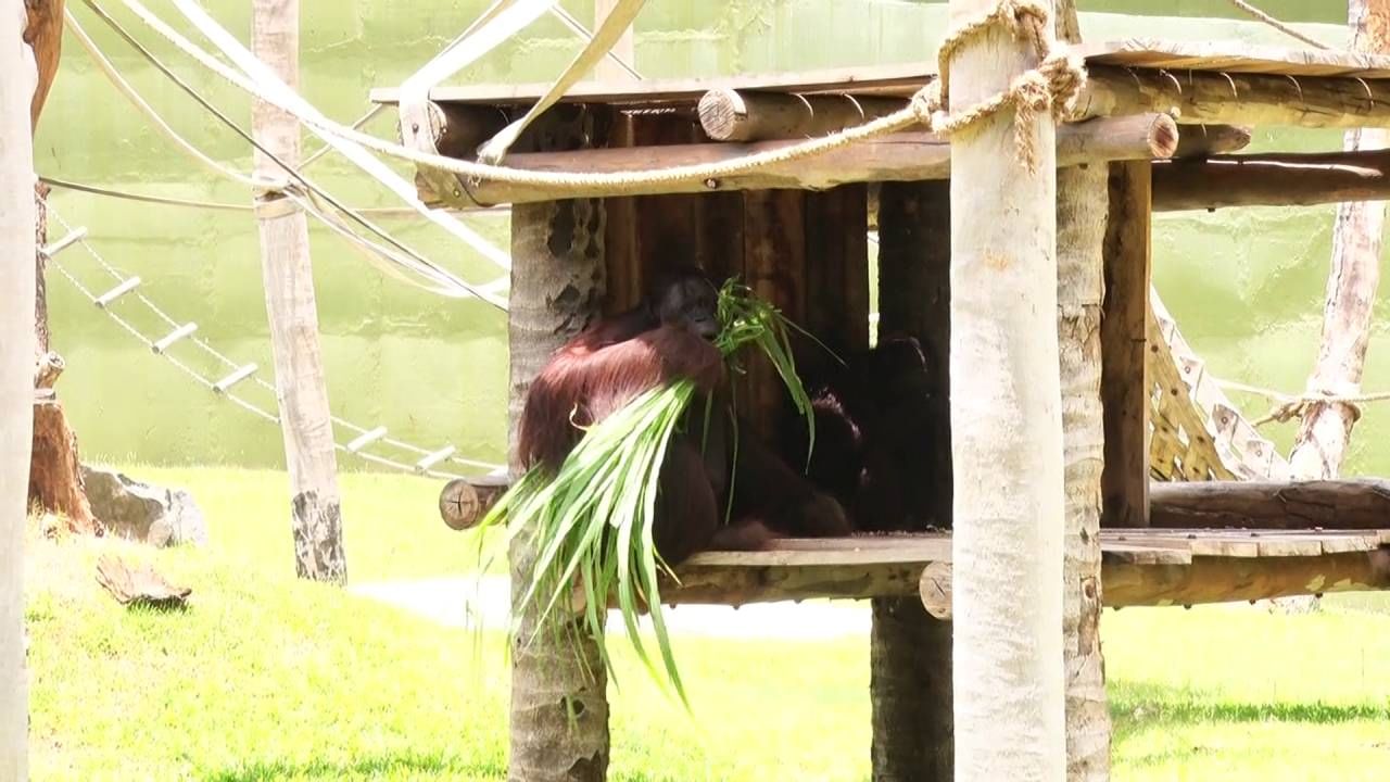 Mysuru Chamarajendra zoo new home for Orangutan animal