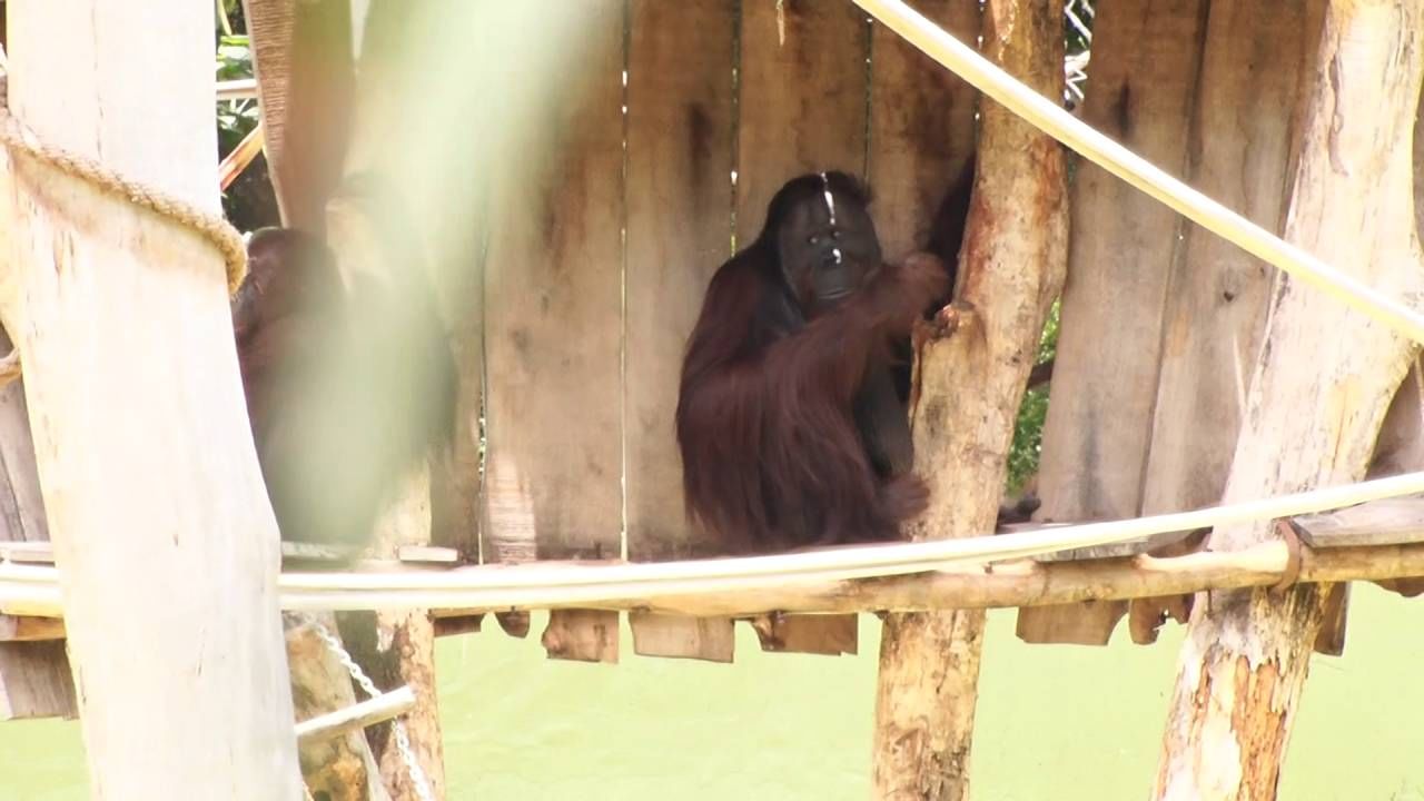 Mysuru Chamarajendra zoo new home for Orangutan animal