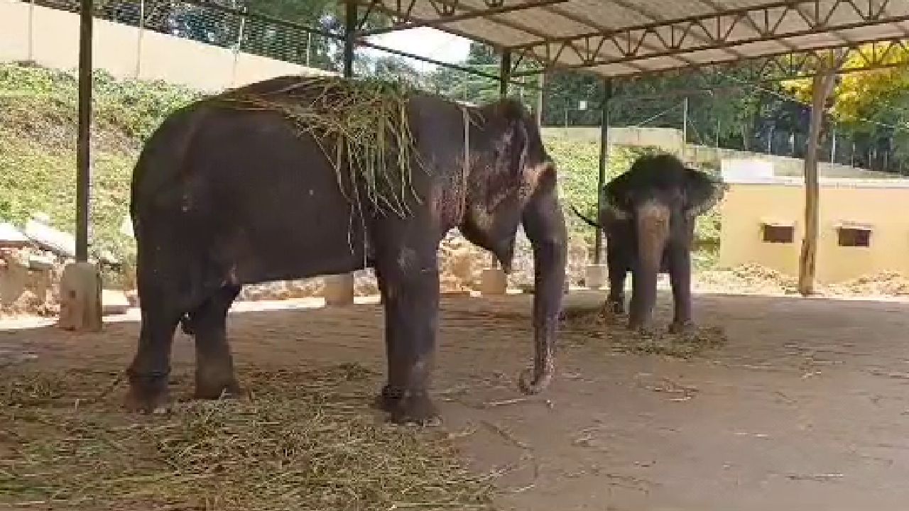 ಚೈತ್ರಾ ಆನೆ ಇದುವರೆಗೂ 13 ಮರಿಗಳಿಗೆ ಜನ್ಮ ನೀಡಿದೆ. ಕಳೆದ ಬಾರಿ ಗರ್ಭಿಣಿ ಆನೆ ಲಕ್ಷ್ಮೀಯನ್ನು ಗೊತ್ತಿಲ್ಲದೆ ಕರೆ ತರಲಾಗಿತ್ತು. ದಸರಾ ವೇಳೆ ಮೈಸೂರು ಅರಮನೆಯಲ್ಲೇ ಲಕ್ಷ್ಮೀ ಆನೆ ಮರಿಗೆ ಜನ್ಮ ನೀಡಿತ್ತು.   