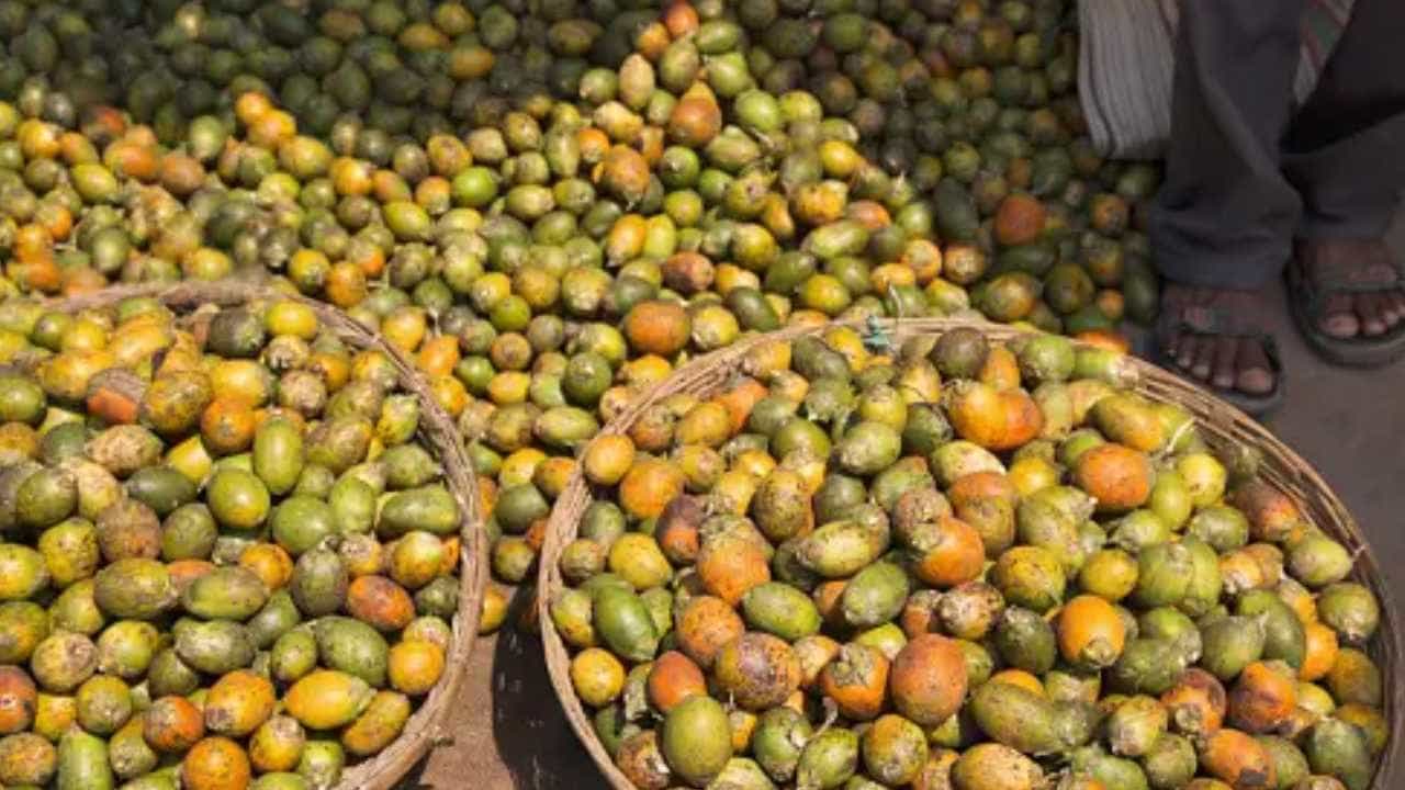 Arecanut Price 9 August: ಇಂದಿನ ಅಡಿಕೆ ಧಾರಣೆ, ವಿವಿಧ ಮಾರುಕಟ್ಟೆಯಲ್ಲಿ ಅಡಿಕೆ ಕೋಕೋ ದರ ಹೀಗಿದೆ Arecanut Price 9 August: ಇಂದಿನ ಅಡಿಕೆ ಧಾರಣೆ, ವಿವಿಧ ಮಾರುಕಟ್ಟೆಯಲ್ಲಿ ಅಡಿಕೆ ಕೋಕೋ ದರ ಹೀಗಿದೆ