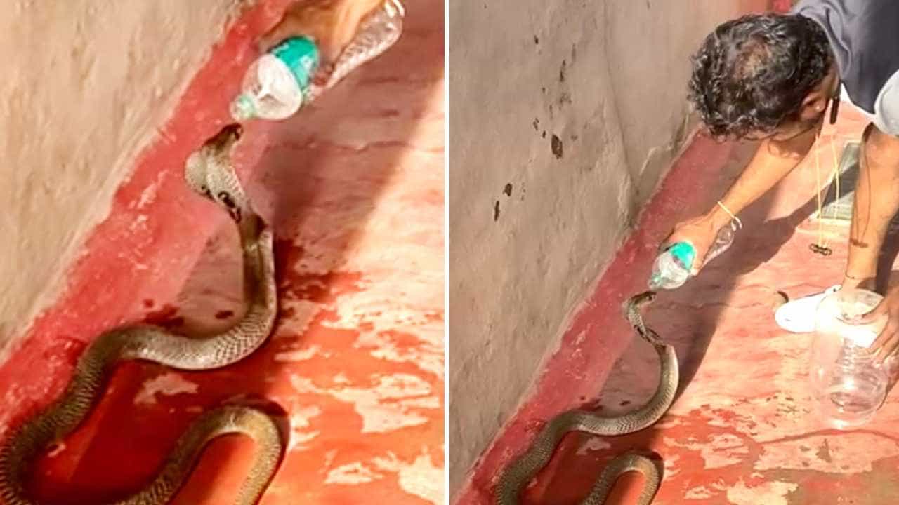 ಗದಗ: ನಾಗರ ಪಂಚಮಿ ಹಬ್ಬದಂದು ಎರಡು ಹಾವು ಪ್ರತ್ಯಕ್ಷ: ನೀರು ಕುಡಿಸಿ ಸೆರೆ ಹಿಡಿದ ಸ್ನೇಕ ಸಾಗರ