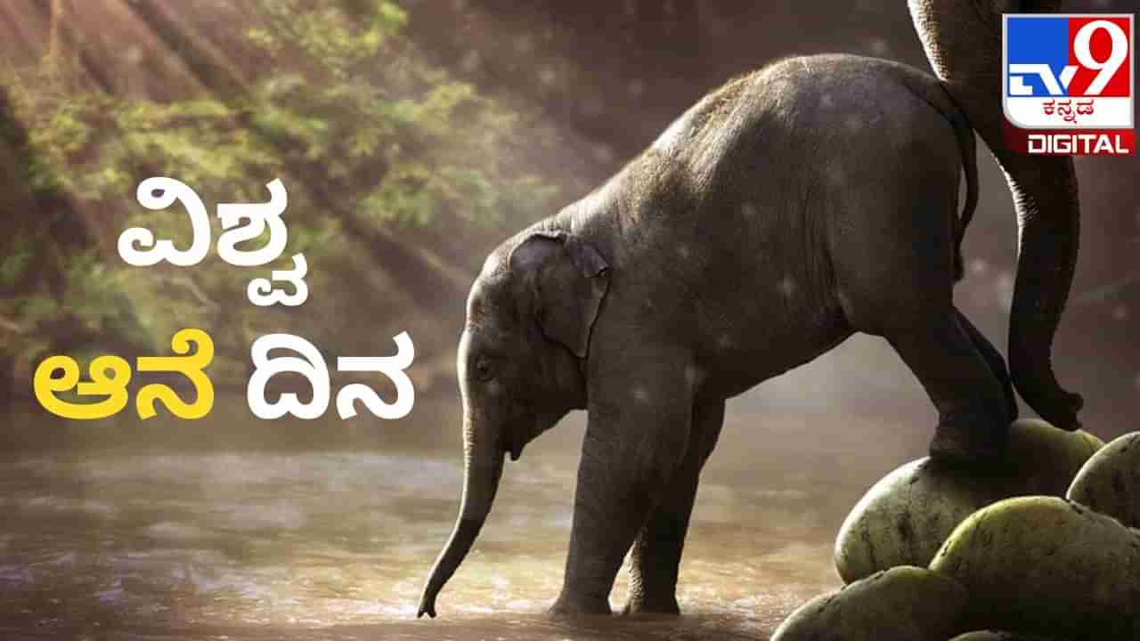 World Elephant Day 2023: ವಿಶ್ವ ಆನೆ ದಿನ ಯಾವಾಗ? ಈ ದಿನವನ್ನು ಏಕೆ ಆಚರಿಸಲಾಗುತ್ತದೆ? ಇಲ್ಲಿದೆ ಮಾಹಿತಿ