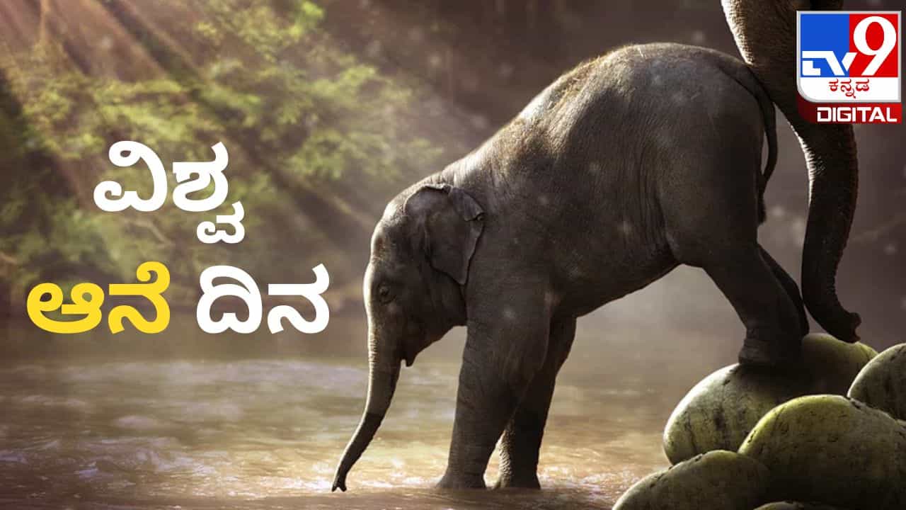 World Elephant Day 2023: ವಿಶ್ವ ಆನೆ ದಿನ ಯಾವಾಗ? ಈ ದಿನವನ್ನು ಏಕೆ ಆಚರಿಸಲಾಗುತ್ತದೆ? ಇಲ್ಲಿದೆ ಮಾಹಿತಿ World Elephant Day 2023: ವಿಶ್ವ ಆನೆ ದಿನ ಯಾವಾಗ? ಈ ದಿನವನ್ನು ಏಕೆ ಆಚರಿಸಲಾಗುತ್ತದೆ? ಇಲ್ಲಿದೆ ಮಾಹಿತಿ