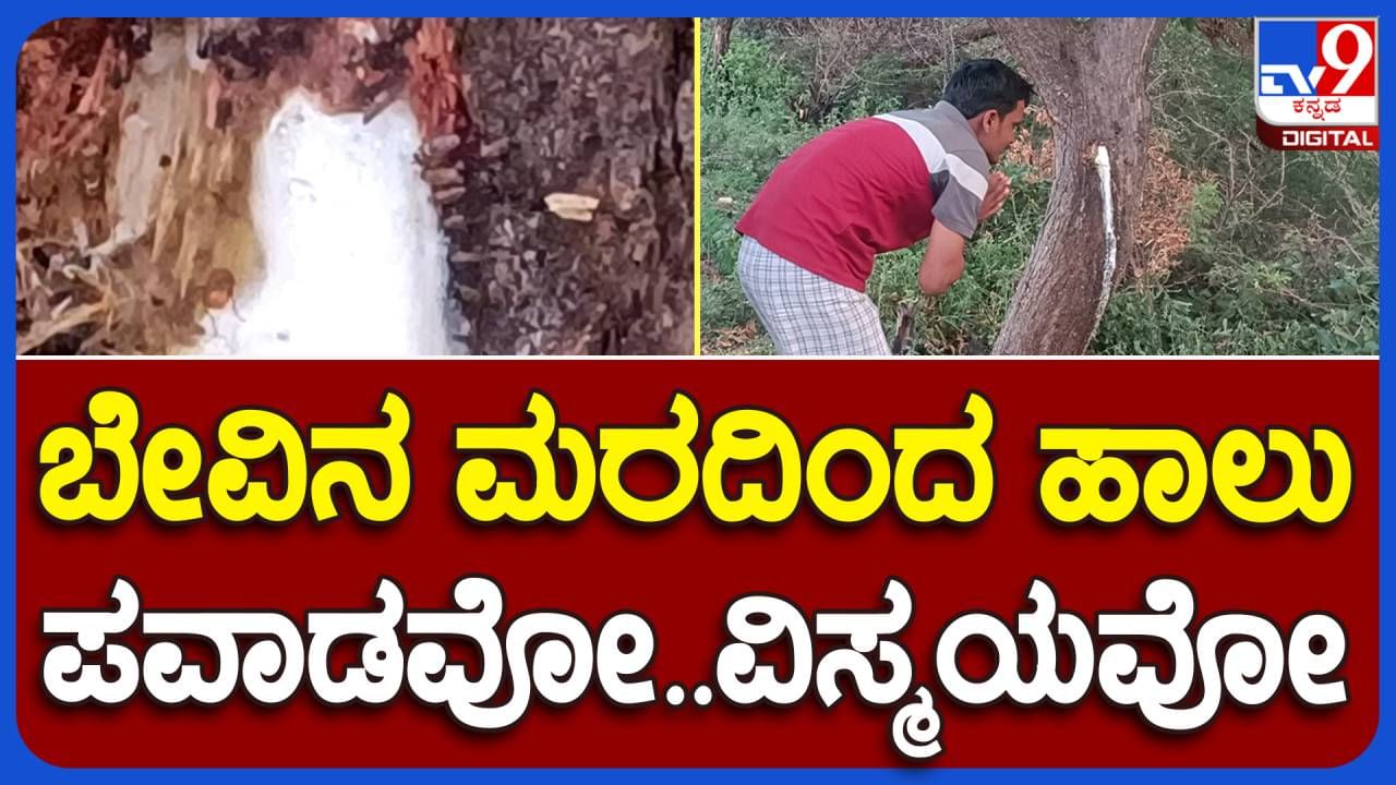 ಬೇವಿನ ಮರದ ಬೊಡ್ಡೆಯಿಂದ ಹಾಲಿನಂಥ ದ್ರವ ಸ್ರವಿಸುವುದನ್ನು ನೋಡಿದ್ದೀರಾ? ಇಲ್ಲ