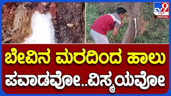 ಬೇವಿನ ಮರದ ಬೊಡ್ಡೆಯಿಂದ ಹಾಲಿನಂಥ ದ್ರವ ಸ್ರವಿಸುವುದನ್ನು ನೋಡಿದ್ದೀರಾ? ಇಲ್ಲ ಅಂತಾದ್ರೆ ಇಳಕಲ್ ಗೆ ಬನ್ನಿ! ಬೇವಿನ ಮರದ ಬೊಡ್ಡೆಯಿಂದ ಹಾಲಿನಂಥ ದ್ರವ ಸ್ರವಿಸುವುದನ್ನು ನೋಡಿದ್ದೀರಾ? ಇಲ್ಲ ಅಂತಾದ್ರೆ ಇಳಕಲ್ ಗೆ ಬನ್ನಿ!