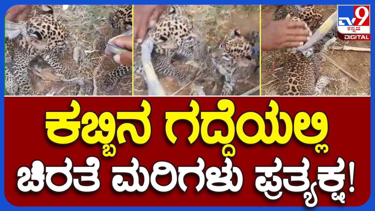 ಮೈಸೂರು ಗ್ರಾಮವೊಂದರ ಕಬ್ಬಿನಗದ್ದೆಯಲ್ಲಿ ಸಿಕ್ಕ ನವಜಾತ ಚಿರತೆಮರಿಗಳ ರಕ್ಷಣೆ, ತಾಯಿ