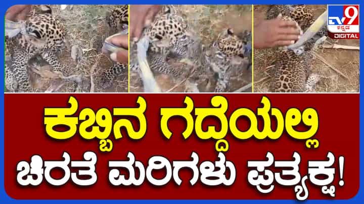 ಮೈಸೂರು ಗ್ರಾಮವೊಂದರ ಕಬ್ಬಿನಗದ್ದೆಯಲ್ಲಿ ಸಿಕ್ಕ ನವಜಾತ ಚಿರತೆಮರಿಗಳ ರಕ್ಷಣೆ, ತಾಯಿ ಚಿರತೆ ಸೆರೆಹಿಡಿಯಲು ಬೋನು ಇರಿಸಿದ ಅರಣ್ಯ ಸಿಬ್ಬಂದಿ ಮೈಸೂರು ಗ್ರಾಮವೊಂದರ ಕಬ್ಬಿನಗದ್ದೆಯಲ್ಲಿ ಸಿಕ್ಕ ನವಜಾತ ಚಿರತೆಮರಿಗಳ ರಕ್ಷಣೆ, ತಾಯಿ ಚಿರತೆ ಸೆರೆಹಿಡಿಯಲು ಬೋನು ಇರಿಸಿದ ಅರಣ್ಯ ಸಿಬ್ಬಂದಿ
