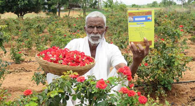 ಕೊಪ್ಪಳ: ಬಟನ್ ರೋಸ್ ಬೆಳೆದು ಲಕ್ಷ ಲಕ್ಷ ಆದಾಯ ಗಳಿಸಿದ ಹೊಸೂರು ಗ್ರಾಮದ ರೈತ