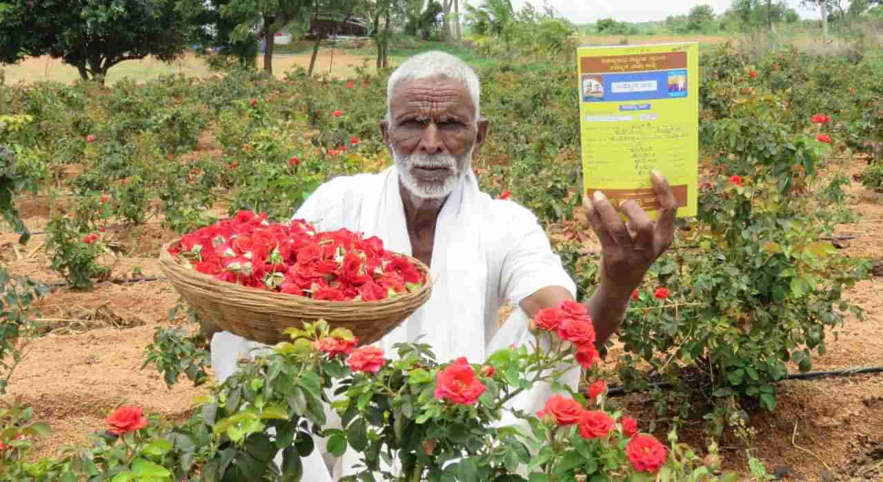 ಕೊಪ್ಪಳ: ಬಟನ್ ರೋಸ್ ಬೆಳೆದು ಲಕ್ಷ ಲಕ್ಷ ಆದಾಯ ಗಳಿಸಿದ ಹೊಸೂರು ಗ್ರಾಮದ ರೈತ