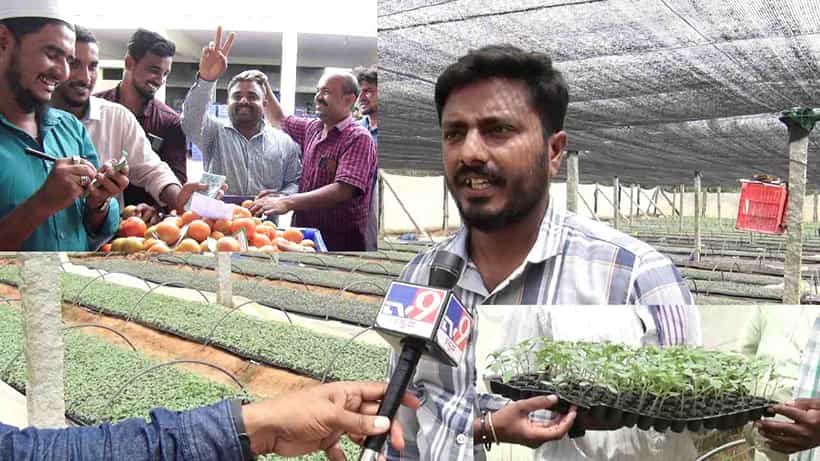 ಕೋಲಾರ ಟೊಮ್ಯಾಟೋ ಸಸಿಗೂ ಬಂತು ಡಿಮ್ಯಾಂಡ್! ಟೊಮ್ಯಾಟೋ ಬೆಳೆದ ರೈತರಷ್ಟೇ ಅಲ್ಲ; ನರ್ಸರಿ ಬೆಳೆಸಿದವರ ಬದುಕೂ ಬಂಗಾರವಾಗುತ್ತಿದೆ!