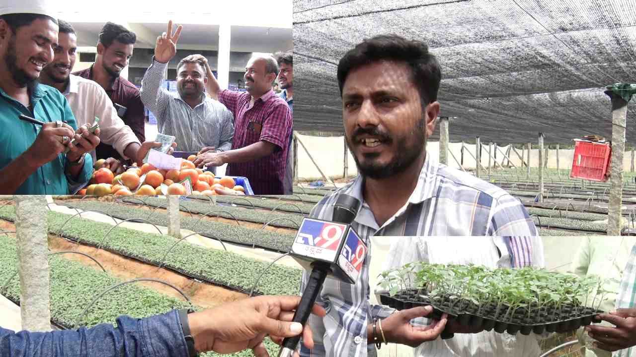 ಕೋಲಾರ ಟೊಮ್ಯಾಟೋ ಸಸಿಗೂ ಬಂತು ಡಿಮ್ಯಾಂಡ್​! ಟೊಮ್ಯಾಟೋ ಬೆಳೆದ ರೈತರಷ್ಟೇ ಅಲ್ಲ; ನರ್ಸರಿ ಬೆಳೆಸಿದವರ ಬದುಕೂ ಬಂಗಾರವಾಗುತ್ತಿದೆ!