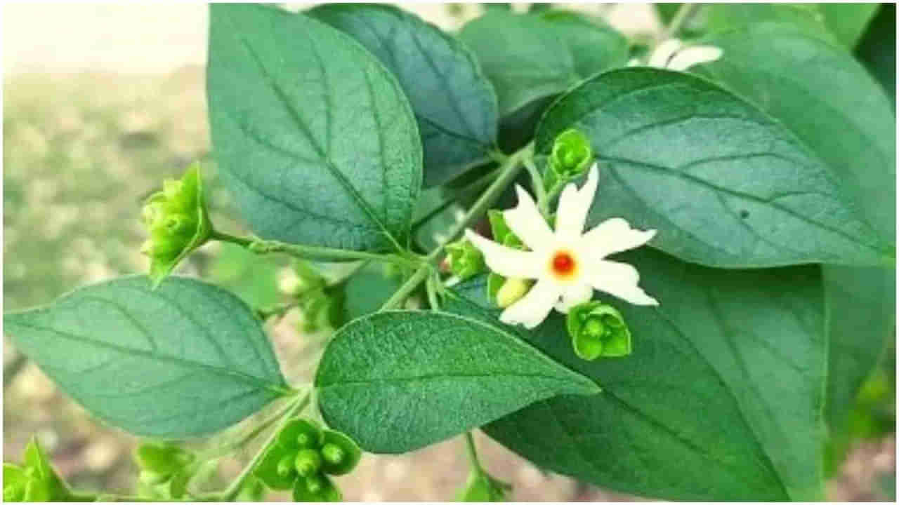 ಕೀಲು ನೋವಿನಿಂದ ಬಳಲುತ್ತಿದ್ದೀರಾ.. ಪಾರಿಜಾತ ಎಲೆಗಳಿಂದ ಪರಿಹಾರ ಪಡೆಯಿರಿ! ಅದು ಹೇಗೆ?