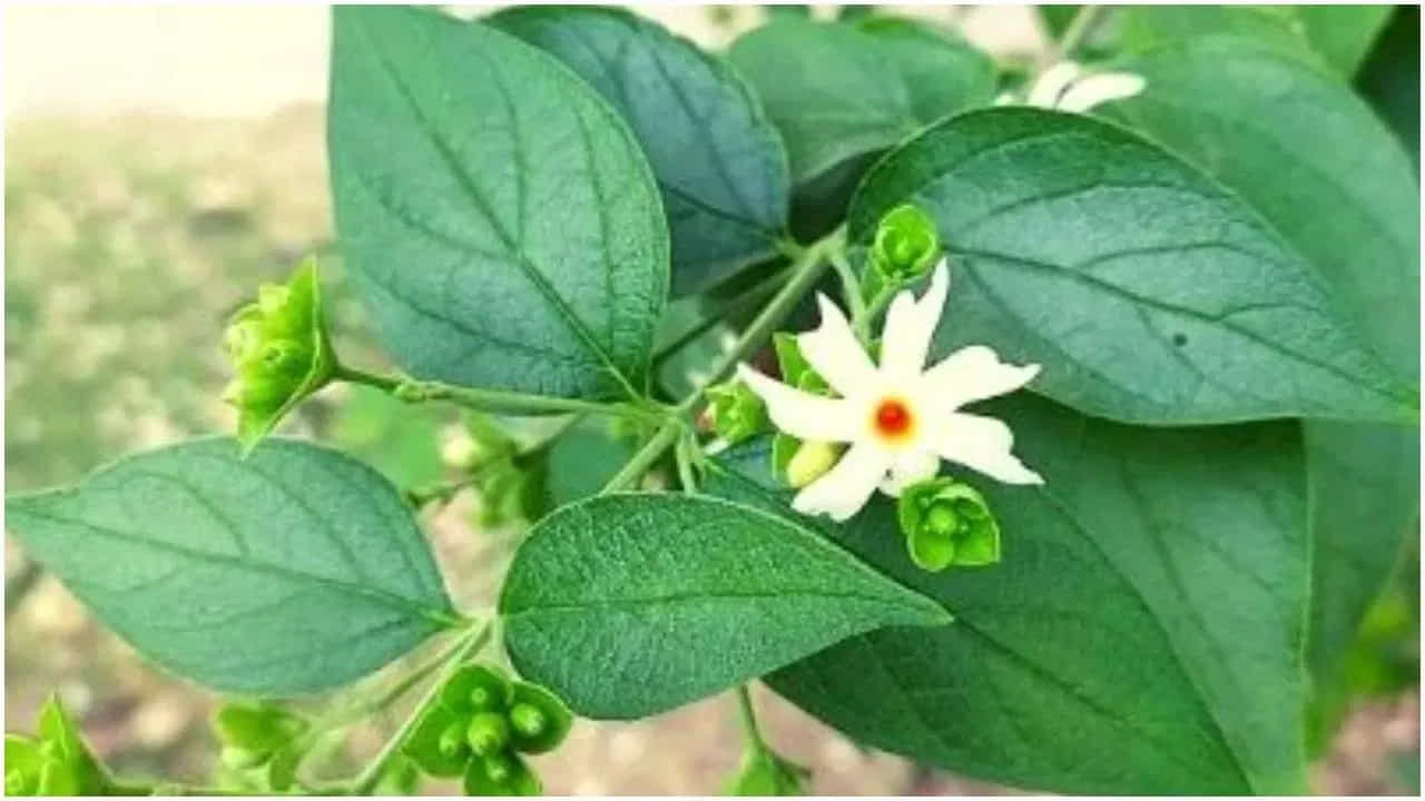 ಕೀಲು ನೋವಿನಿಂದ ಬಳಲುತ್ತಿದ್ದೀರಾ.. ಪಾರಿಜಾತ ಎಲೆಗಳಿಂದ ಪರಿಹಾರ ಪಡೆಯಿರಿ! ಅದು ಹೇಗೆ?