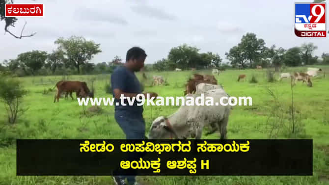 ವಾರಾಂತ್ಯ ಹುಲ್ಲು ಮೇಯಿಸಲು ಗೋಶಾಲೆಯ ಹಸು ದನ ಕರು ಕರೆದೊಯ್ದ ಸೇಡಂ ಅಸಿಸ್ಟೆಂಟ್​ ಕಮಿಷನರ್ ​