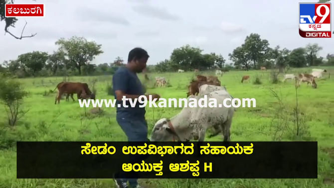 ವಾರಾಂತ್ಯ ಹುಲ್ಲು ಮೇಯಿಸಲು ಗೋಶಾಲೆಯ ಹಸು ದನ ಕರು ಕರೆದೊಯ್ದ ಸೇಡಂ ಅಸಿಸ್ಟೆಂಟ್​ ಕಮಿಷನರ್ ​