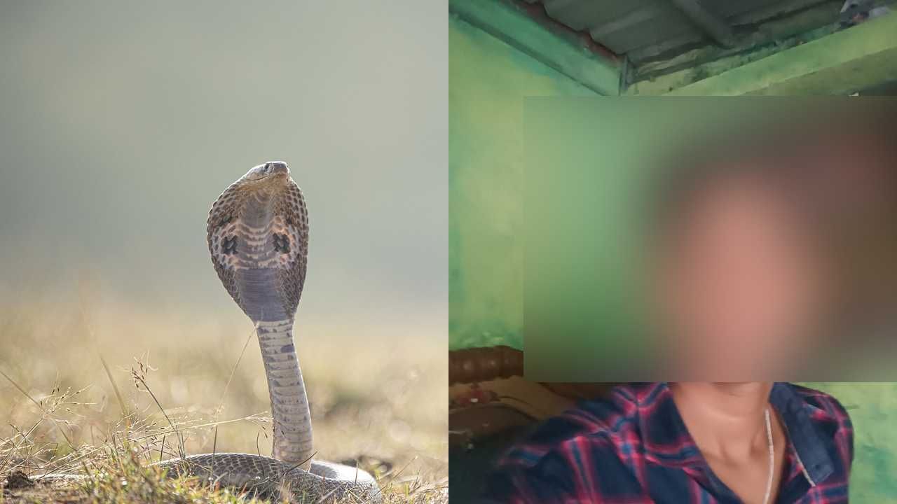 Snake Bite to boy 9 times in two months in Kalaburagi