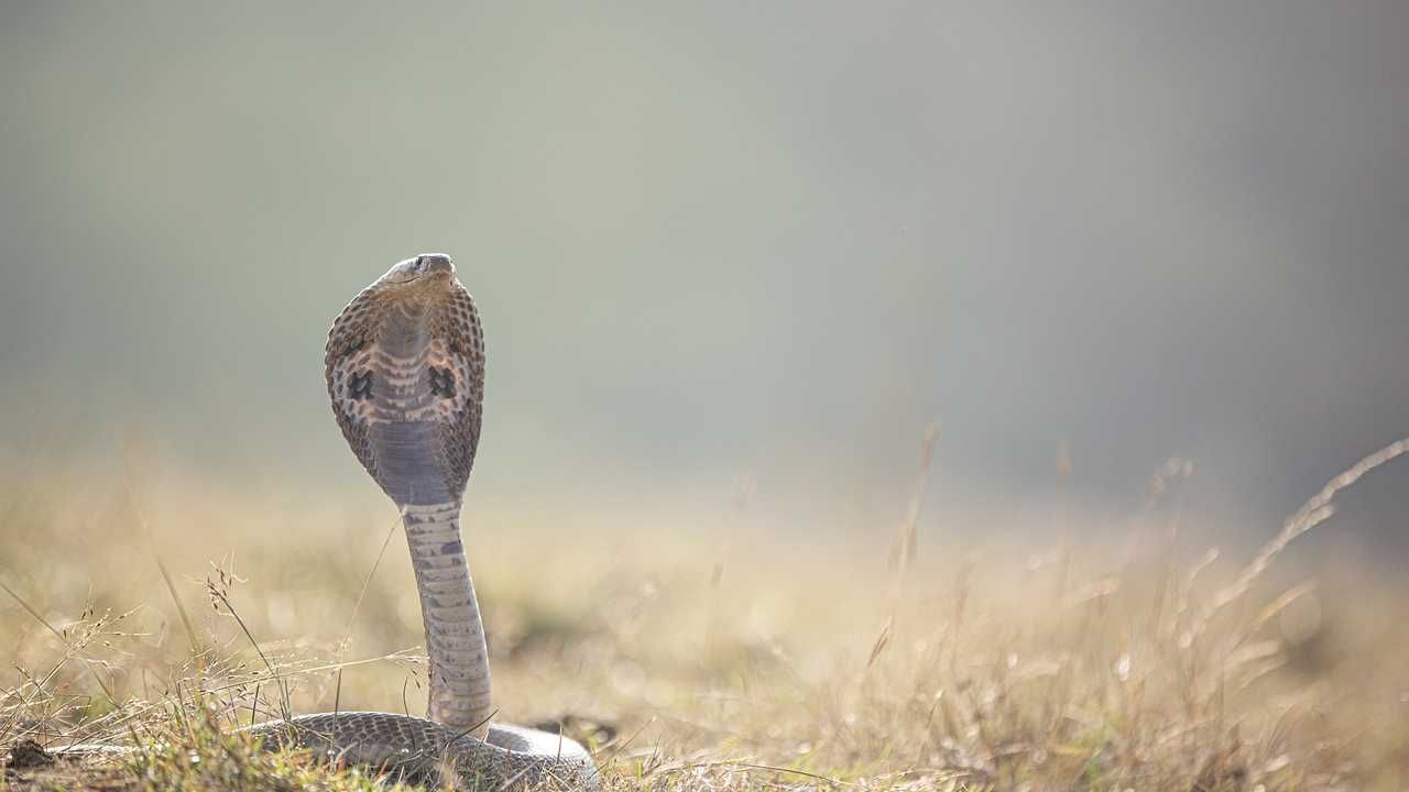 Snake Bite to boy 9 times in two months in Kalaburagi