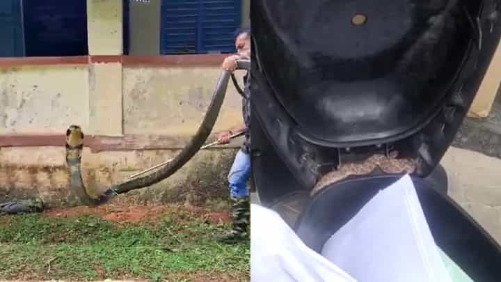 ಚಿಕ್ಕಮಗಳೂರು: ಕೆರೆಮನೆ ಸರಕಾರಿ ಪ್ರಾಥಮಿಕ ಶಾಲೆ ತರಗತಿಯೊಳಗೆ ಬಂದ 14 ಅಡಿ ಉದ್ದದ ನಾಗಪ್ಪ; ವಿಡಿಯೋ ನೋಡಿ ಚಿಕ್ಕಮಗಳೂರು: ಕೆರೆಮನೆ ಸರಕಾರಿ ಪ್ರಾಥಮಿಕ ಶಾಲೆ ತರಗತಿಯೊಳಗೆ ಬಂದ 14 ಅಡಿ ಉದ್ದದ ನಾಗಪ್ಪ; ವಿಡಿಯೋ ನೋಡಿ