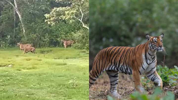 ಮೈಸೂರು: ಕಬಿನಿಯಲ್ಲಿ ಸಫಾರಿ ವೇಳೆ ಆರು ಹುಲಿಗಳು ಪ್ರತ್ಯಕ್ಷ! ವಿಡಿಯೋ ವೈರಲ್ ಮೈಸೂರು: ಕಬಿನಿಯಲ್ಲಿ ಸಫಾರಿ ವೇಳೆ ಆರು ಹುಲಿಗಳು ಪ್ರತ್ಯಕ್ಷ! ವಿಡಿಯೋ ವೈರಲ್
