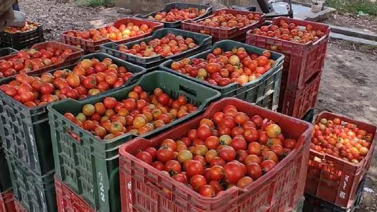 Tomato Price: ಗಗನಕ್ಕೇರಿದ್ದ ಟೊಮೆಟೊ ದರ ದಿಢೀರ್ ಪಾತಾಳಕ್ಕೆ ಕುಸಿತ, ಈಗ ಎಷ್ಟಿದೆ ಬೆಲೆ?