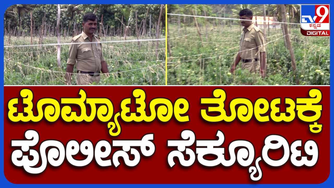 ಟೊಮೆಟೊ ತೋಟಕ್ಕೆ ಪೊಲೀಸ್ ಕಾವಲು: ರೈತ ಫುಲ್ ಖುಷ್, ವಿಡಿಯೋ ನೋಡಿ