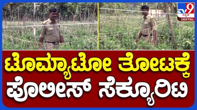 ಟೊಮೆಟೊ ತೋಟಕ್ಕೆ ಪೊಲೀಸ್ ಕಾವಲು: ರೈತ ಫುಲ್ ಖುಷ್, ವಿಡಿಯೋ ನೋಡಿ ಟೊಮೆಟೊ ತೋಟಕ್ಕೆ ಪೊಲೀಸ್ ಕಾವಲು: ರೈತ ಫುಲ್ ಖುಷ್, ವಿಡಿಯೋ ನೋಡಿ